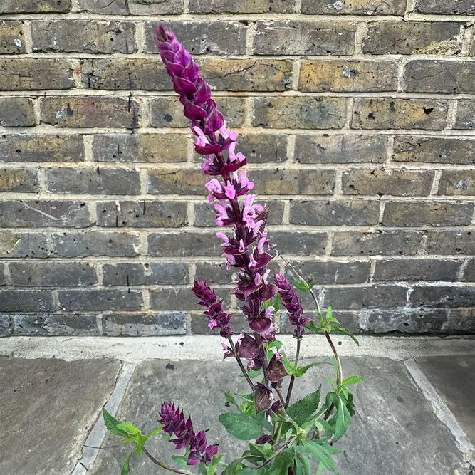 Salvia nemorosa 'Blue Marvel' - Balkan Clary - Woodland Sage