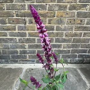 Salvia nemorosa 'Blue Marvel' - Balkan Clary - Woodland Sage