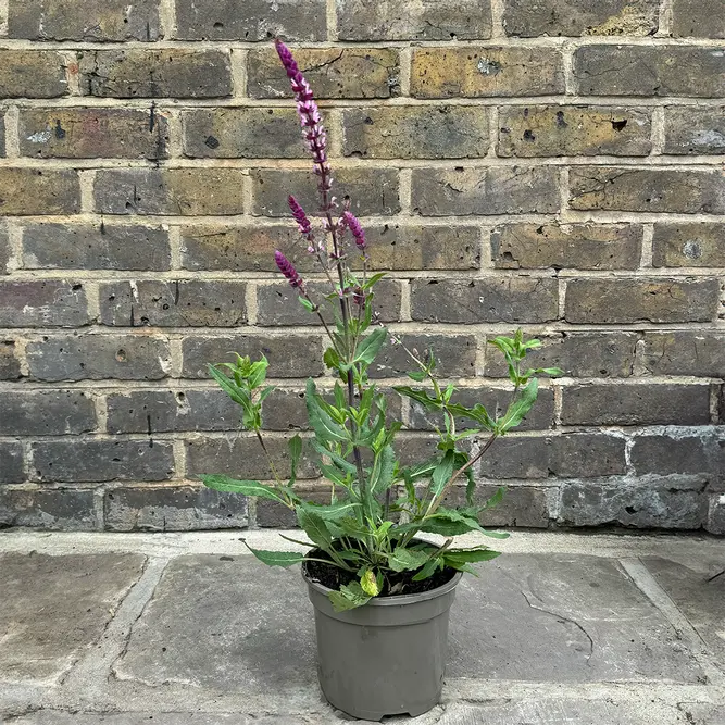 Salvia nemorosa ‘Caradonna Pink Inspiration’ Pot Size 2L) Pink Meadow Sage - image 2