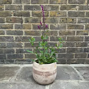 Salvia nemorosa ‘Caradonna Pink Inspiration’ Pot Size 2L) Pink Meadow Sage - image 3