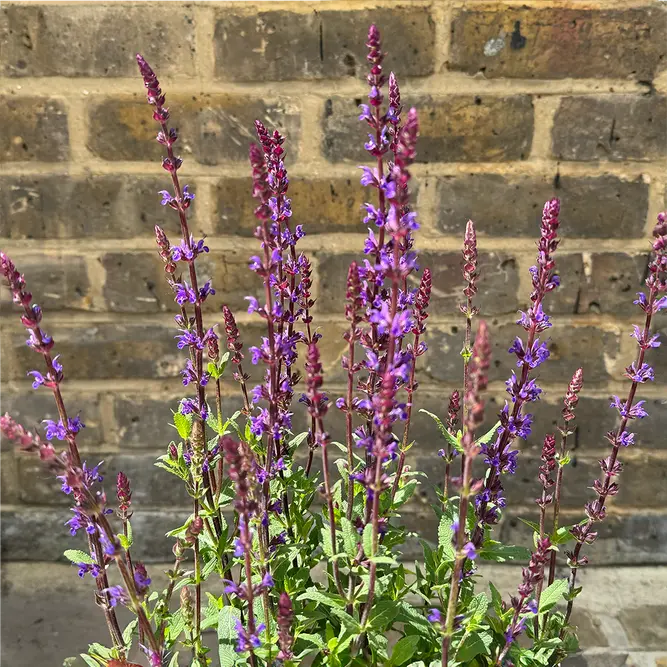 Salvia nemorosa 'Caradonna Violet Sensation' (Pot Size 17cm) Caradonna Violet Sensation Sage - image 1