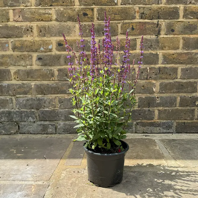 Salvia nemorosa 'Caradonna Violet Sensation' (Pot Size 17cm) Caradonna Violet Sensation Sage - image 3