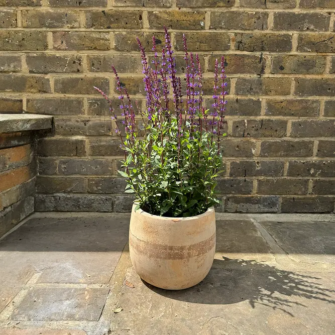 Salvia nemorosa 'Caradonna Violet Sensation' (Pot Size 17cm) Caradonna Violet Sensation Sage - image 4