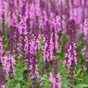 Salvia nemorosa 'Compact Bright Rose' (Pot Size 11cm) Compact Pink Meadow Sage - image 2