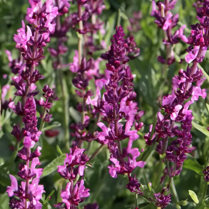 Salvia nemorosa 'Blue Marvel' - Balkan Clary - Woodland Sage