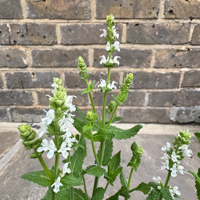 Salvia nemorosa 'Blue Marvel' - Balkan Clary - Woodland Sage