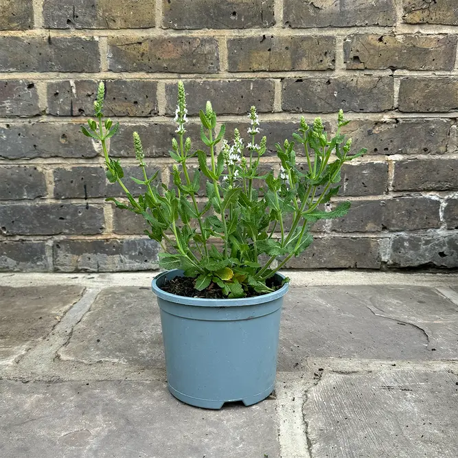 Salvia nemorosa ‘Compact White’ Pot Size 2L) Meadow Sage - image 2