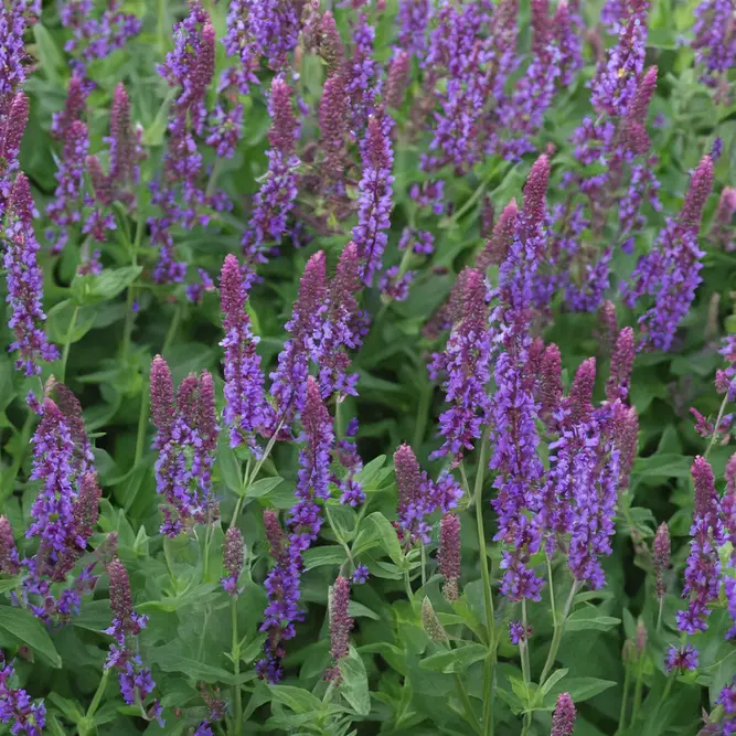 Salvia nemorosa 'Blue Marvel' - Balkan Clary - Woodland Sage