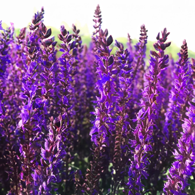 Salvia nemorosa 'Ostfriesland' available at Boma Garden Centre image by Agnieszka Kwiecień, Nova