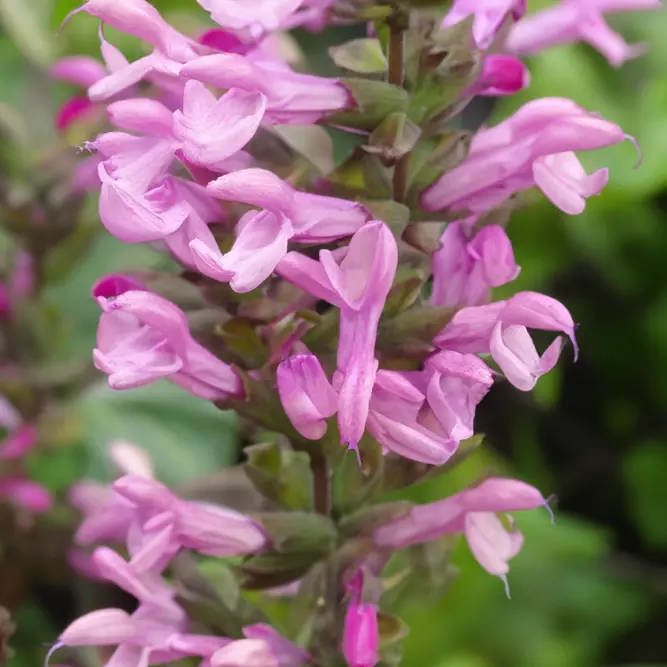 Salvia 'Pink Amistad' (Pot Size 2L) - image 1