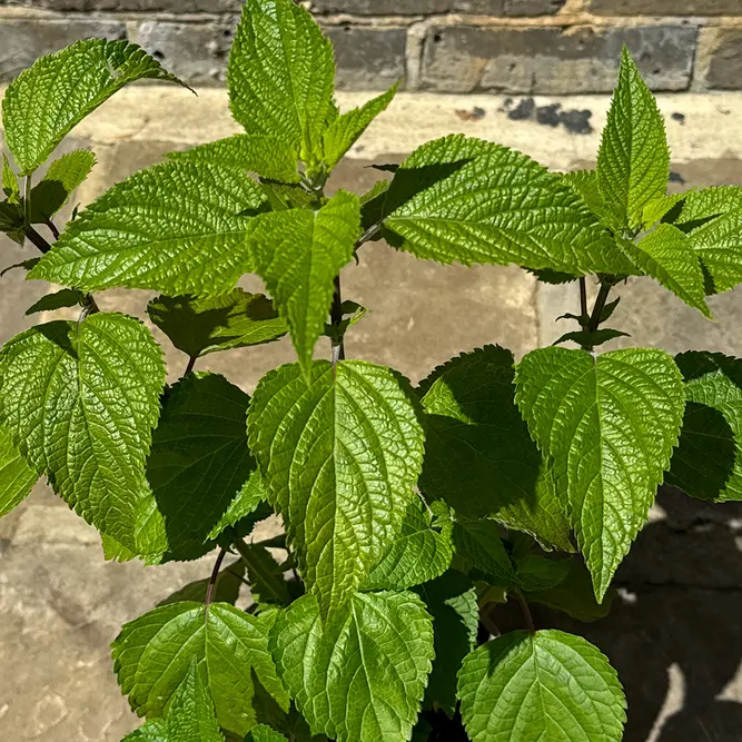 Salvia 'Pink Amistad' (Pot Size 2L) - image 3