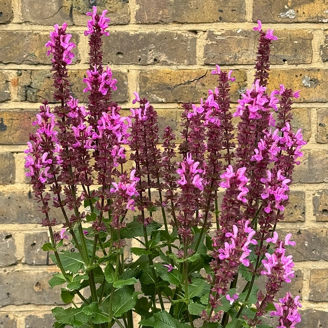 Salvia nemorosa 'Blue Marvel' - Balkan Clary - Woodland Sage