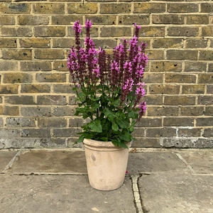 Salvia 'Pink' (Pot Size 3L) Pink Sage - image 2