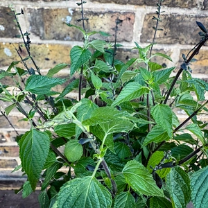 Salvia ‘Rockin Blue Suede Shoes’ (Pot Size 2L) Rockin Blue Autumn Sage - image 2