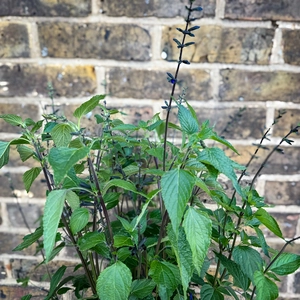 Salvia ‘Rockin Blue Suede Shoes’ (Pot Size 2L) Rockin Blue Autumn Sage - image 4