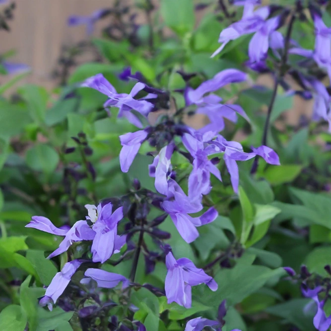 Salvia ‘Rockin Blue Suede Shoes’ (Pot Size 2L) Rockin Blue Autumn Sage - image 1