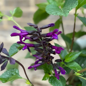 Salvia nemorosa 'Blue Marvel' - Balkan Clary - Woodland Sage