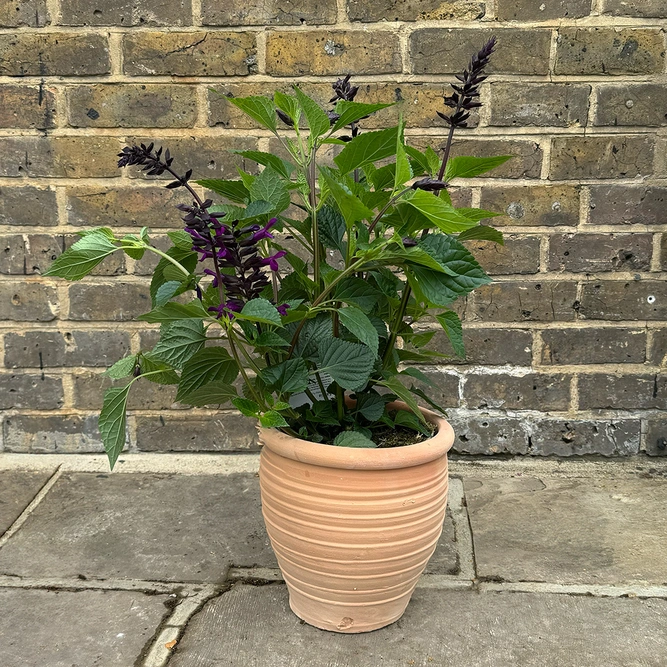 Salvia ‘Rockin Deep Purple’ (Pot Size 3L) Rockin Purple Autumn Sage - image 3