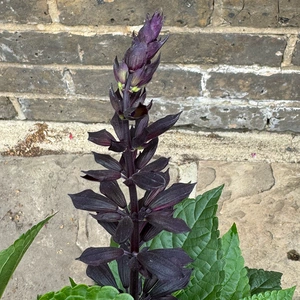 Salvia ‘Rockin Deep Purple’ (Pot Size 3L) Rockin Purple Autumn Sage - image 4