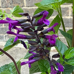 Salvia ‘Rockin Deep Purple’ (Pot Size 3L) Rockin Purple Autumn Sage - image 5