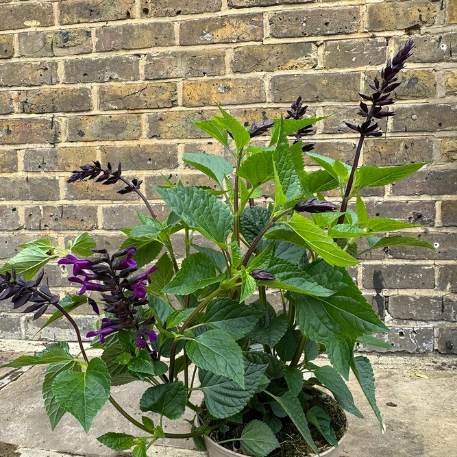 Salvia ‘Rockin Deep Purple’ (Pot Size 3L) Rockin Purple Autumn Sage - image 6