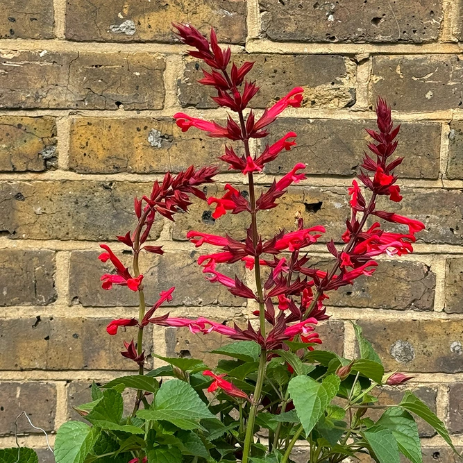 Salvia 'Roman Red' (Pot Size 3L) Roman Red Sage - image 1