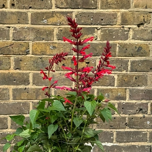 Salvia 'Roman Red' (Pot Size 3L) Roman Red Sage - image 2