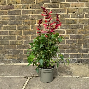 Salvia 'Roman Red' (Pot Size 3L) Roman Red Sage - image 3