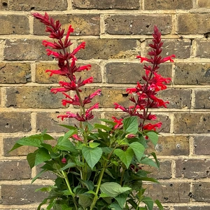 Salvia 'Roman Red' (Pot Size 3L) Roman Red Sage - image 4