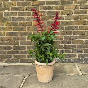 Salvia 'Roman Red' (Pot Size 3L) Roman Red Sage - image 5