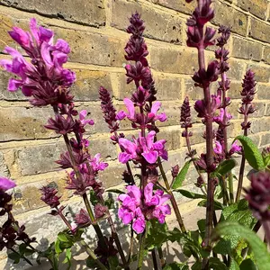 Salvia nemorosa 'Blue Marvel' - Balkan Clary - Woodland Sage