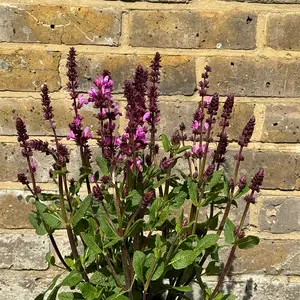 Salvia 'Rose Marvel' (Pot Size 11cm) Perennial Sage - image 2