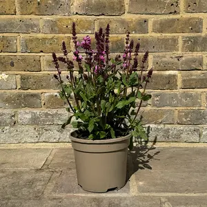 Salvia 'Rose Marvel' (Pot Size 11cm) Perennial Sage - image 3