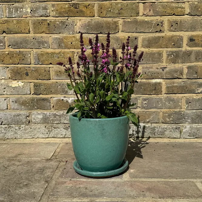 Salvia 'Rose Marvel' (Pot Size 11cm) Perennial Sage - image 4