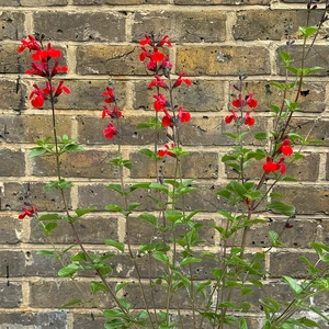 Salvia nemorosa 'Blue Marvel' - Balkan Clary - Woodland Sage