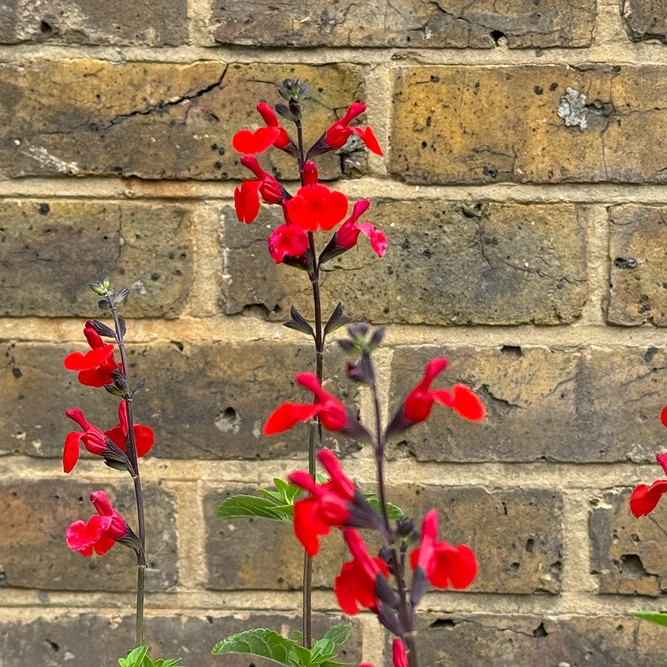 Salvia 'Royal Bumble’ (Pot Size 3L) Purple Autumn Sage - image 2