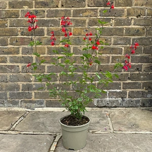 Salvia 'Royal Bumble’ (Pot Size 3L) Purple Autumn Sage - image 3