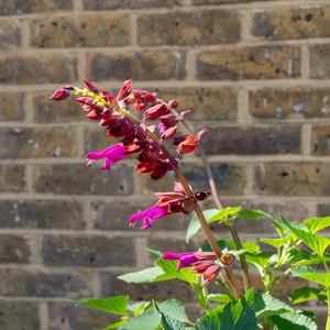 Salvia 'Salgoon Lake Como' (Pot Size 17cm) Lake Como Sage - image 1