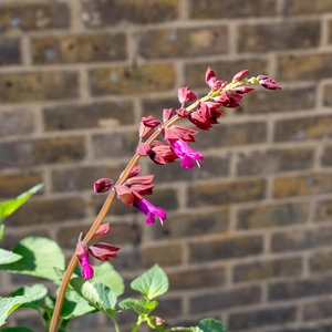 Salvia 'Salgoon Lake Como' (Pot Size 17cm) Lake Como Sage - image 3