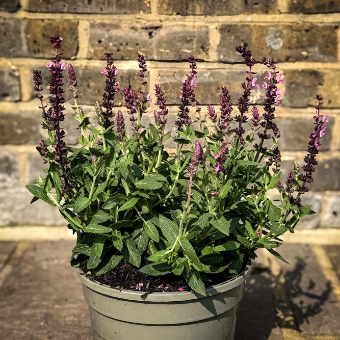 Salvia ‘Sensation Deep Rose’ (Pot Size 3L) Sage - image 3