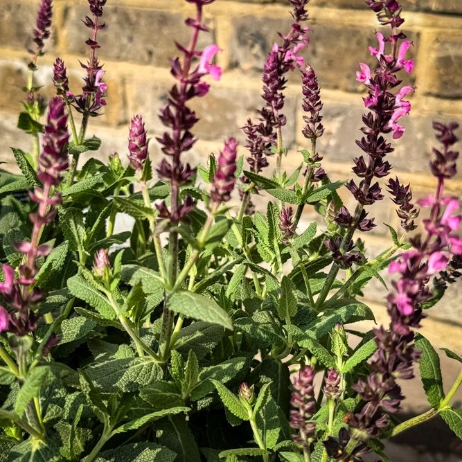 Salvia ‘Sensation Deep Rose’ (Pot Size 3L) Sage - image 4