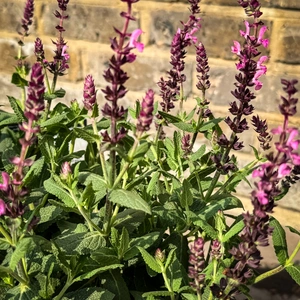 Salvia ‘Sensation Deep Rose’ (Pot Size 3L) Sage - image 4