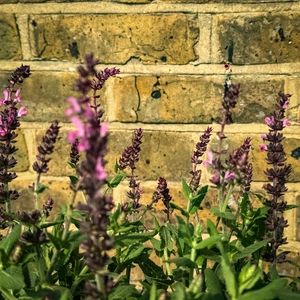 Salvia ‘Sensation Deep Rose’ (Pot Size 3L) Sage - image 5