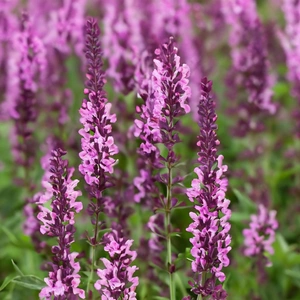 Salvia nemorosa 'Blue Marvel' - Balkan Clary - Woodland Sage