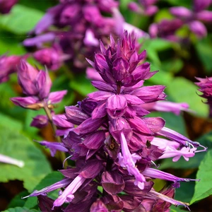 Salvia  × superba 'Merleau Rose' (Pot Size 1ltr) Balkan Clary - image 2