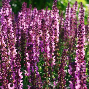 Salvia  × superba 'Merleau Rose' (Pot Size 1ltr) Balkan Clary - image 1