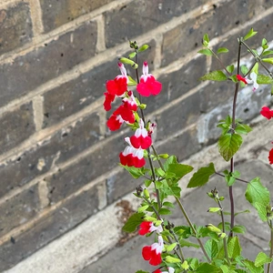 Salvia x jamensis ‘Hot Lips’ (Pot Size 2L) - image 1