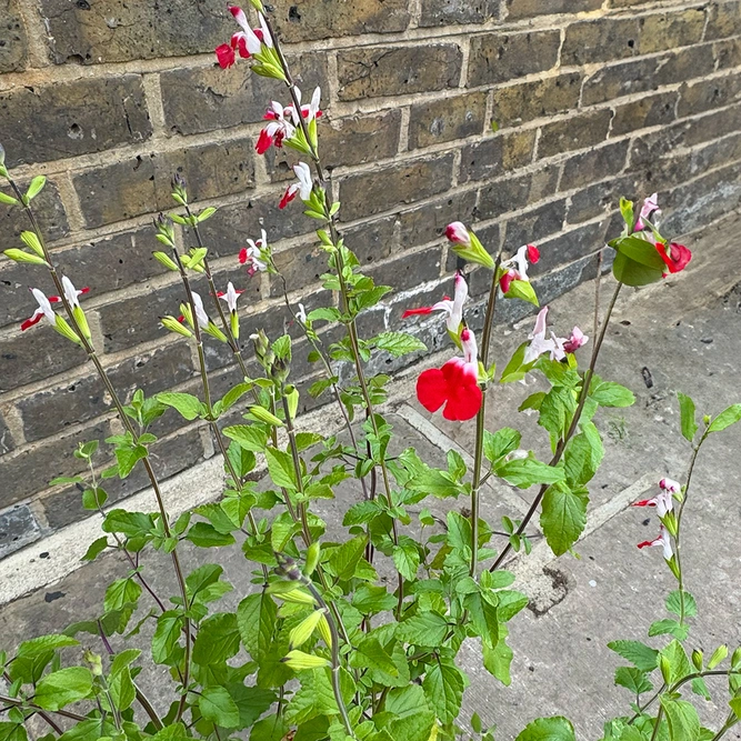 Salvia x jamensis ‘Hot Lips’ (Pot Size 2L) - image 2