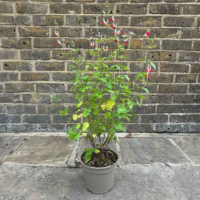 Salvia x jamensis ‘Hot Lips’ (Pot Size 2L) - image 3