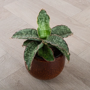 Sansevieria bhitalae 'Star Green Granite' (Pot Size 12cm) Snake Plant - image 1